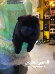  1 كلبين نوع تشاو شاو