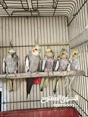  4 موجود جواز وفراخ كوكتيل شغال ومنتجة وشغل تدريب