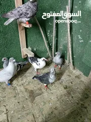  19 حمام مشكل بسعر حرق