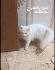  3 قط شيرازي لون ابيض لون عيون جوزي على بني