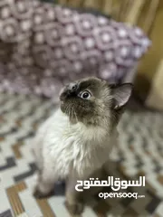  1 قطه هملايه