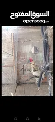  1 ديك بلدلدي للبيع