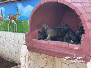  4 جراء بلجم مالنو للبيع