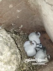  8 خم حمام اللبيع عشر جواز