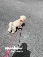  2 كلب ملتيبو للبيع العمر 8 شهور