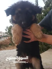  1 German shepherd pure 100%