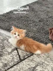  2 قط شيرازي بيور