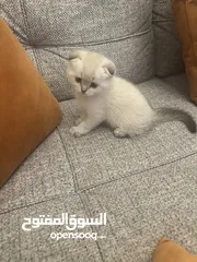  10 قطط سكوتش فولد للبيع