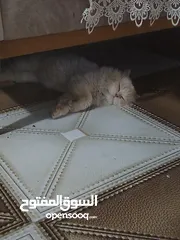  1 قط ذكر للبيع