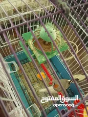 1 عصافير جنة للبيع مع عرض قوي