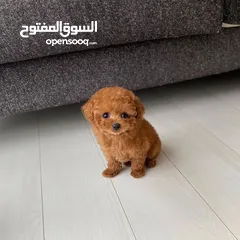  3 Mini Toy Poodle