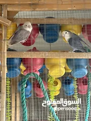  1 جوز روز شغال