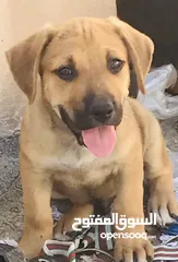  1 كلب هجين الأب چيرمان و الأم بيتبول 50 يوم عمره  البيع لغرض السفر كثير لعوب ومرح مع الاطفال
