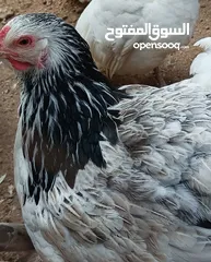  1 بيض دجاج براهيمي