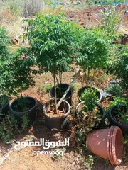  3 مشاتل السهل الاخضر الزراعيه تنسيق حدائق ومزارع