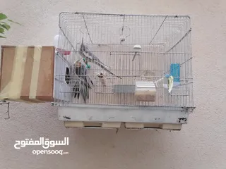  4 جوز كوكتيل للبيع