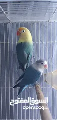  1 fischer lovebird breeder pair