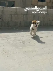  5 كلبة جاك رسل