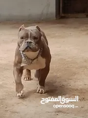  2 متاح أمريكان بولي بوكت
