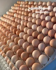  3 صيصان عماني فرنسي تهجين / و فرنسي لاحمر / وصيصان عماني Omani-French hybrid chicks available