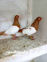  1 جوز مزهوارات شغالات