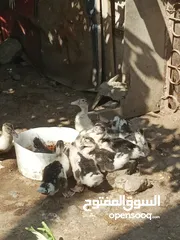  7 duck for sale