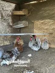  7 أرانب ودجاج وعفاد وديك رومي وطاؤوس ركز في الوصف