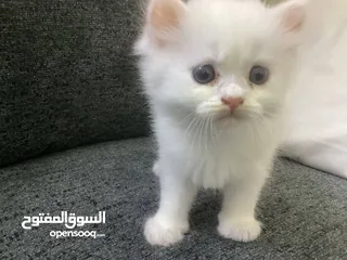  1 قطط ذكور واناث شيرازي