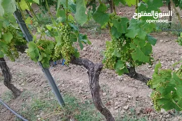  19 اشجار مثمره