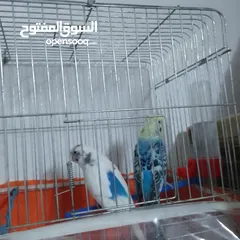  15 التواصل عبر واتس اب ببغاء كوكتيل  حجم كبير وعصافير حب مفتل و البينو وعادي عادي احجام كبيره