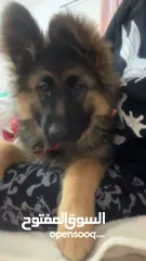  1 جرو جيرمن 3 شهور للبيع