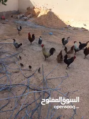  1 10دجاجات عربيات و معاهم 6فراريج و معاهم دجاجه تحتها6فلاليس