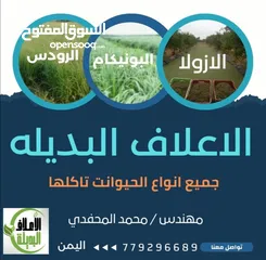  1 علف الازولا يزرع مره وينتج يوميا مدى الحياه للدجاج والمواشي وجميع الحويانات