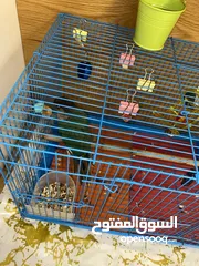  4 ببغاء جرين شيك و ثلاث عصافير حب للبيع سعر ممتاز