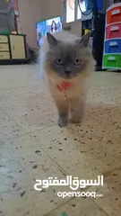  1 قطه سيامي شوكليت للبيع مع أغراضها