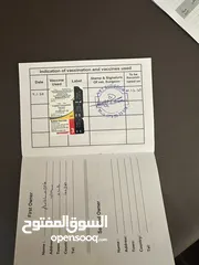  14 كلب مالتيز (فرنش تيرير) للبيع بيلي