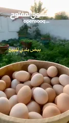  1 بيض بلدي منزلي -eggs for htching - fresh eggs  Barahma/ local eggs for hatching