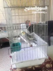  3 ببغاء كوكتيل ذكر