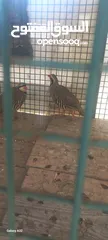  5 حجل للبيع ذكور عدد2 واحد ابيض  واجد بلدي
