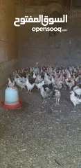  4 دجاج محليات للبيع