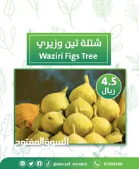  7 شتلات وأشجار التين من مشتل الأرياف  أسعار منافسة  انجیر کا درخت