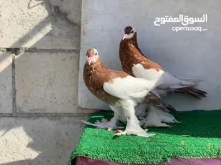  2 منافيخ جامبو قصه حمرا
