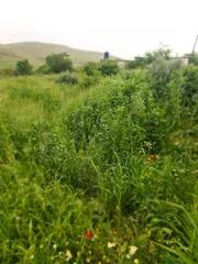  3 ارض للبيع من المالك مباشره