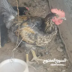  1 ديوك دجاج نوع استرلوب للبيع