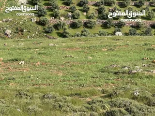  2 ارض 675 م غرب عمان/مرج الحمام/المشبك.عشارع اسفلت سكن ب 6 د عن دوار شوابكة والمريشد.منطقة خدمات وفلل