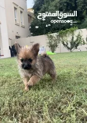  2 Teacup Pomeranian Puppies - 2 months old.