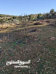  22 مزرعه مثمرهه فواكه مشكله مردود سنوي من 8 إلى 12 الف