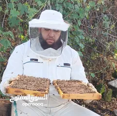  1 نحل ايطالي لوجستيكا مضغوط