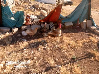  2 موجود حبش للبيع