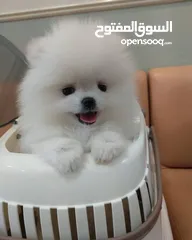  2 جراء بوميرانيان للتبني